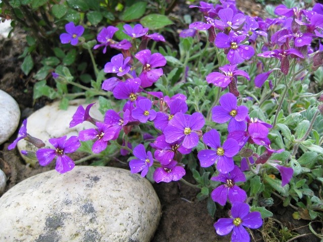 Aubrieta